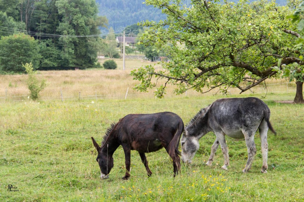 Roulotte Le Temps De Rever Bed & Breakfast Saint-Michel-sur-Meurthe Dış mekan fotoğraf