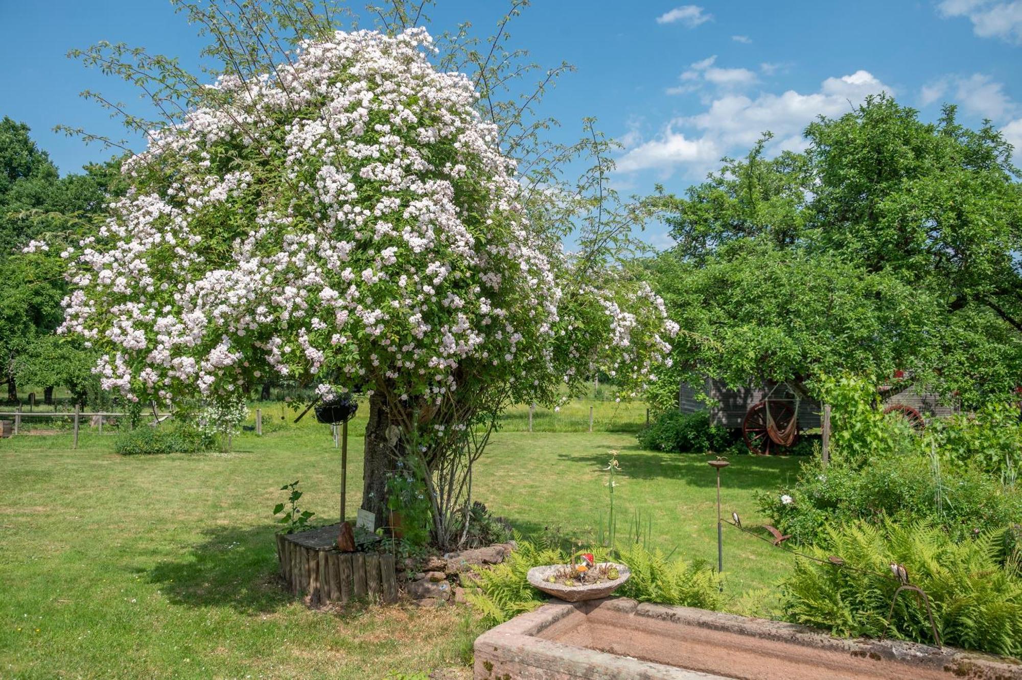 Roulotte Le Temps De Rever Bed & Breakfast Saint-Michel-sur-Meurthe Dış mekan fotoğraf