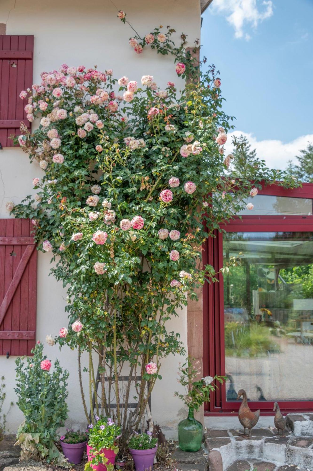 Roulotte Le Temps De Rever Bed & Breakfast Saint-Michel-sur-Meurthe Dış mekan fotoğraf